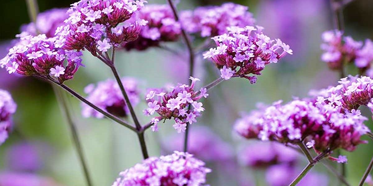 verveine de buenos aires