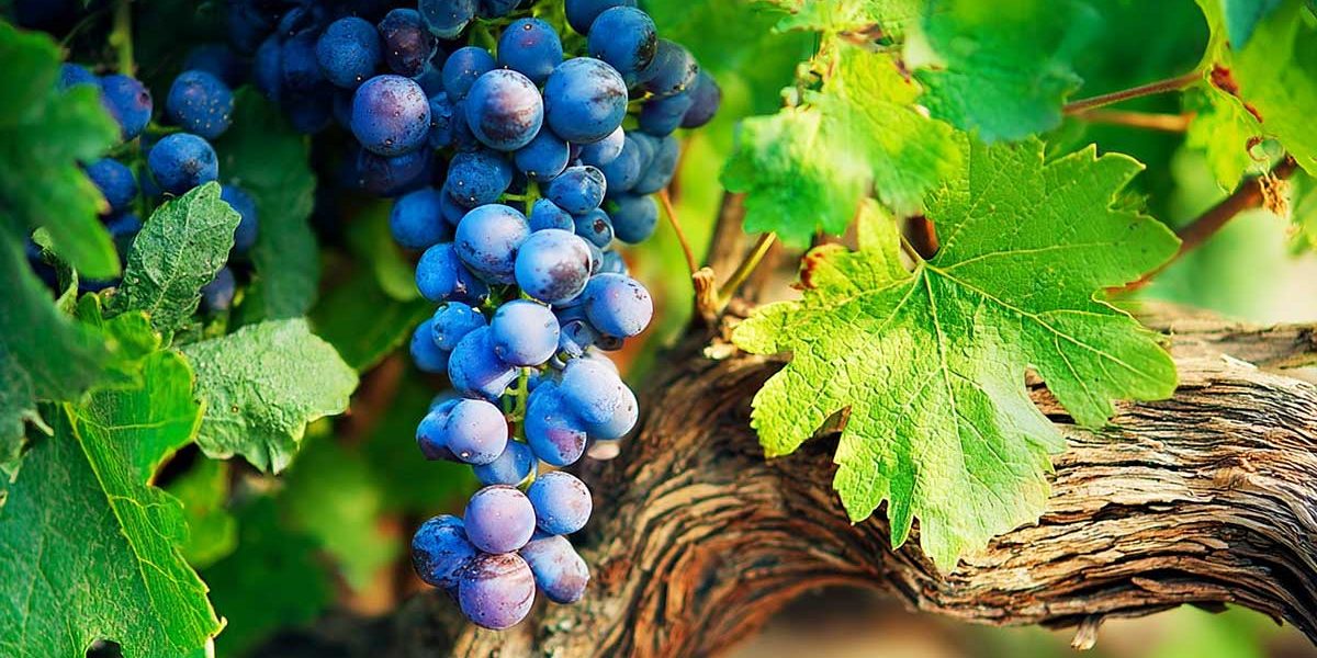 Raisin : en retirant seulement quelques feuilles en août, j’ai obtenu des grappes plus sucrées et prêtes plus tôt