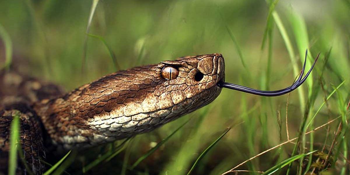 vipère dans un jardin