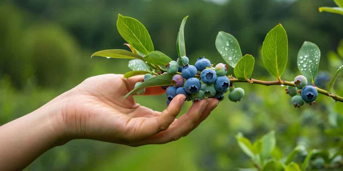 voisin arbre fruitier