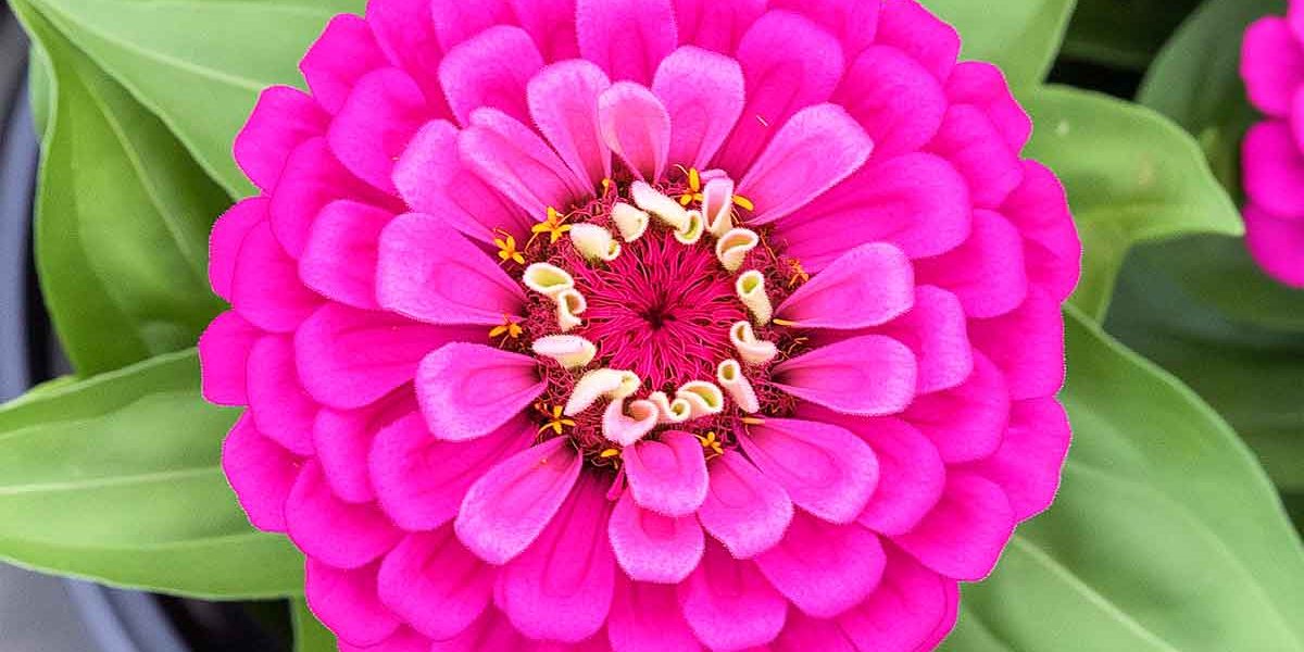 zinnia