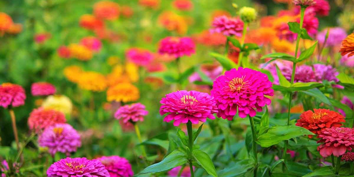 zinnias